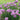 Chives