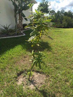 Allspice tree planted in Florida